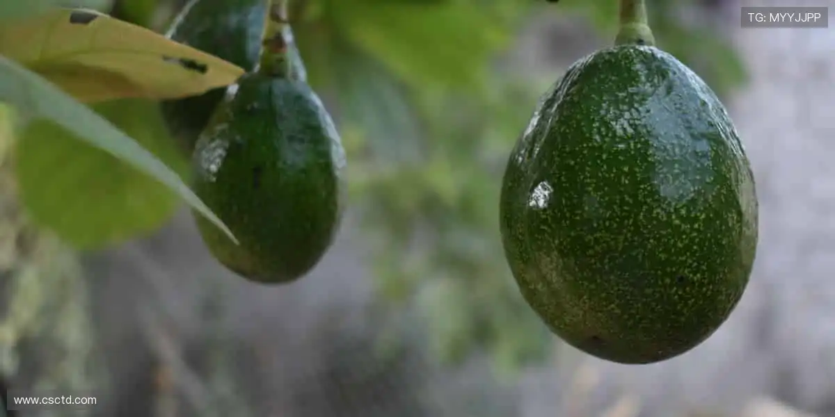 一键开启赛事盛宴，让世界与你同频共振！🌍🎥